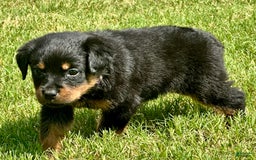 Rottweiler dogs for sale: Purple - Image 3