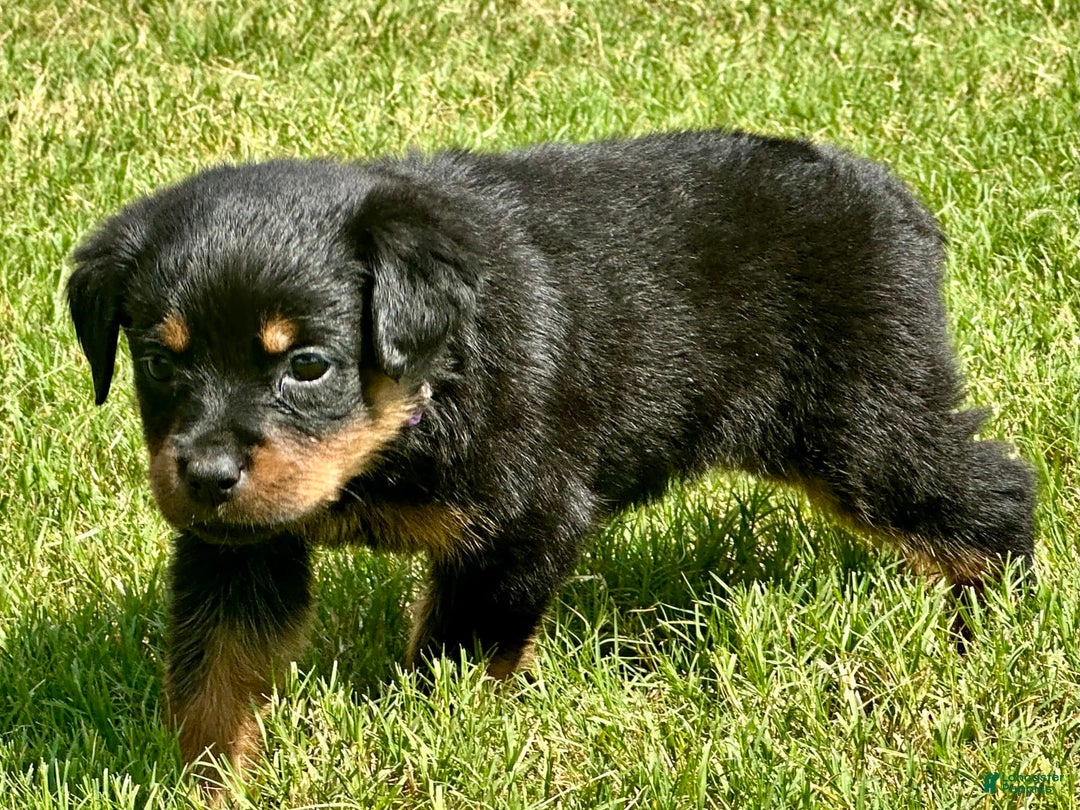 Rottweiler dogs for sale: Purple - Image 3