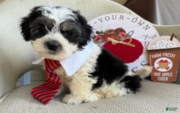 Teddy Bear dogs for sale: Firecracker - Image 3