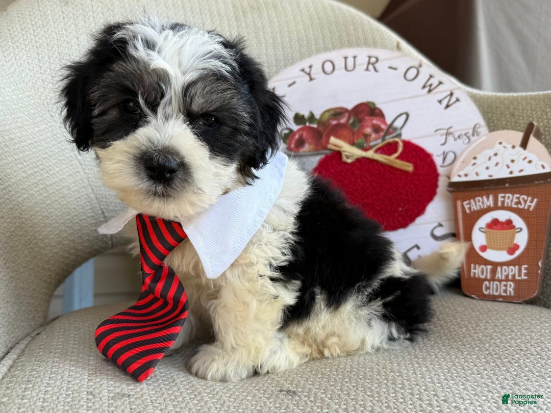 Teddy Bear dogs for sale: Firecracker - Image 3