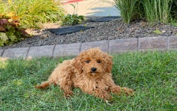 Cockapoo dogs for sale: Terry - Image 6