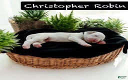 Bernedoodle dogs for sale: Christopher Robin - Image 5