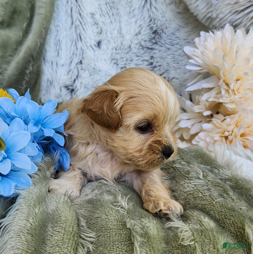 Shihpoo dogs for sale: Maverick - Image 7