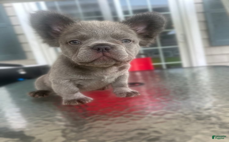 French Bulldog dogs for sale - Ad 3