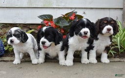 Cocker Spaniel dogs for sale: Tori - Image 1