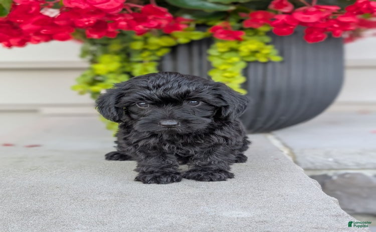 Yorkiepoo dogs - Advert 31