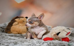 Chihuahua dogs for sale: Lola - Image 4
