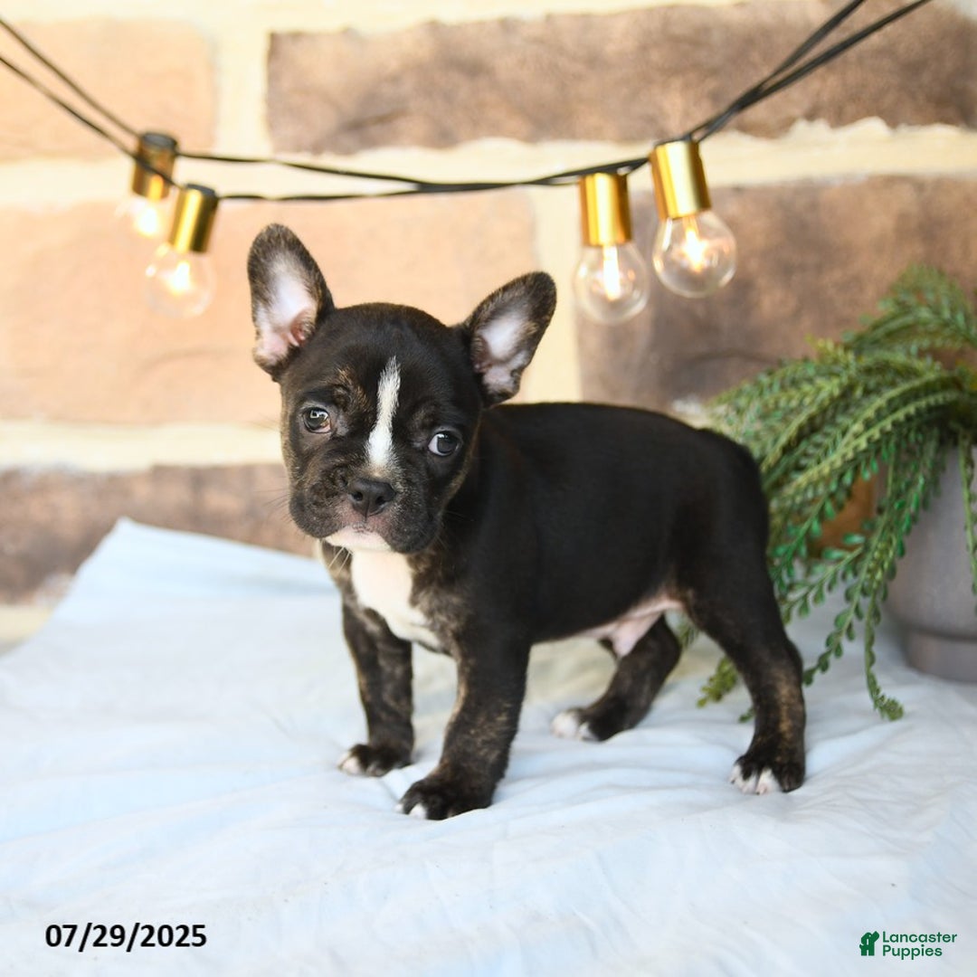 Frenchton dogs for sale: Captain - Image 2