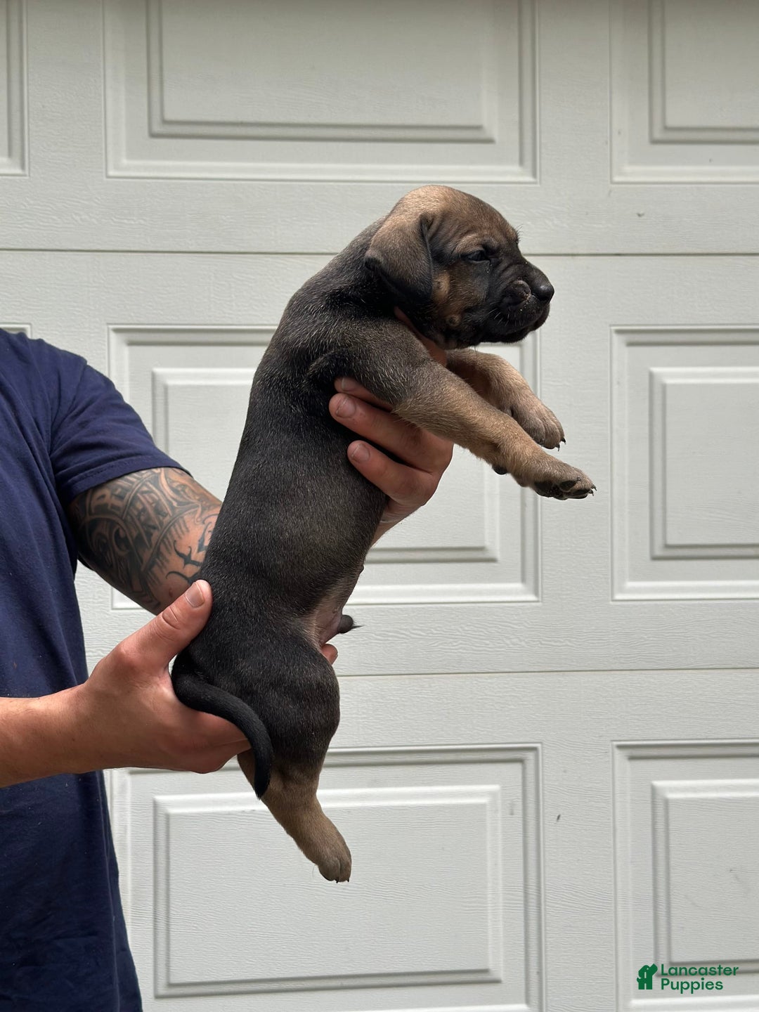 Presa Canario dogs for sale: Scarface - Image 4