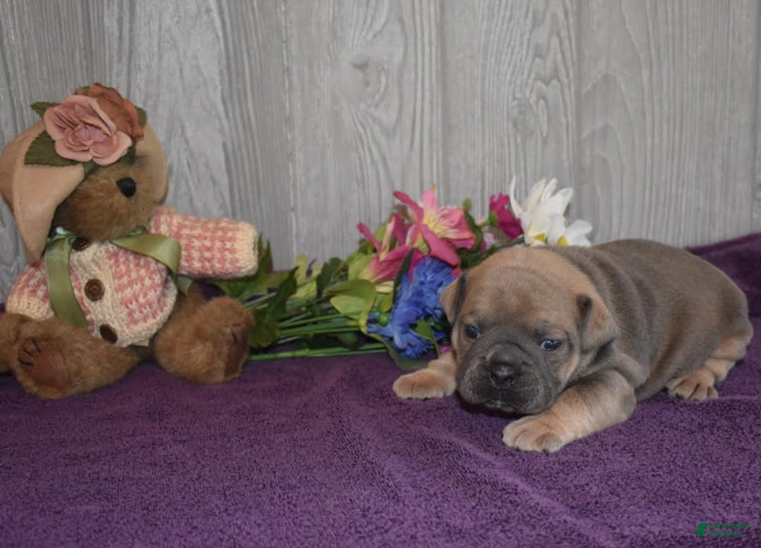 Olde English Bulldogge dogs for sale: Daisy - Image 1