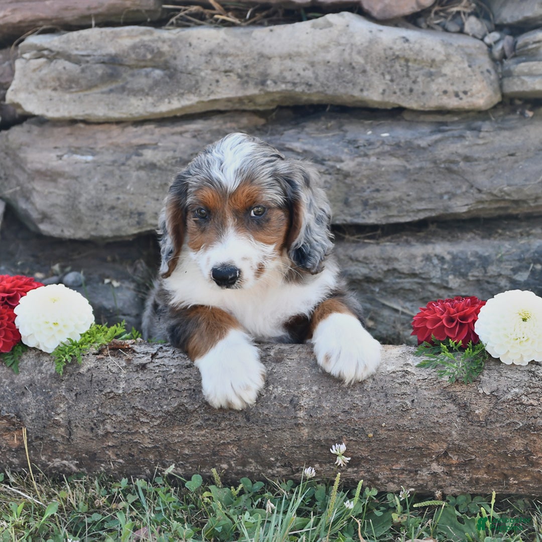 Aussiedoodle dogs for sale: Mason - Image 4