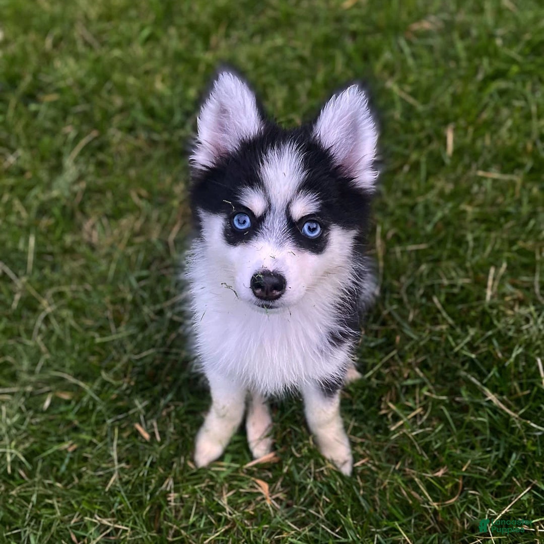 Pomsky dogs for sale: Chai - Image 19