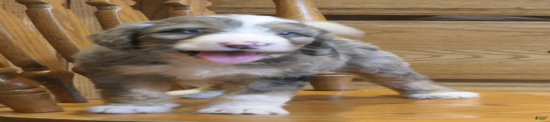 Conner