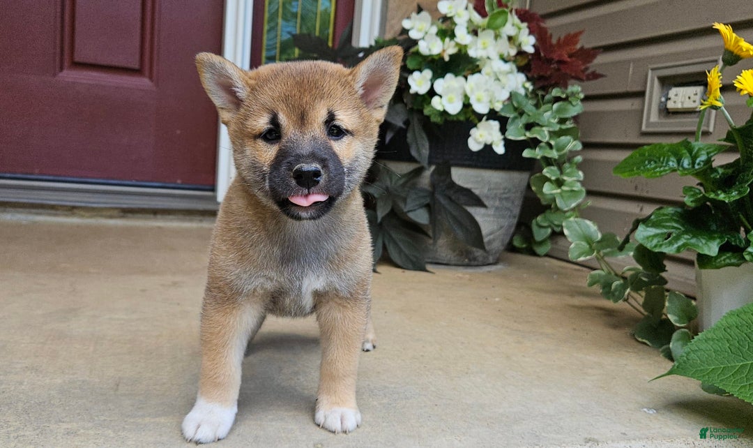 Shiba Inu dogs for sale: Rex - Image 4