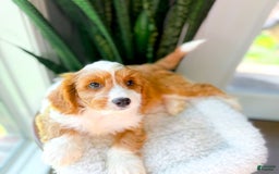 Cavapoo dogs for sale: Yahtzee - Image 4