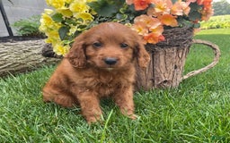Cavapoo dogs for sale: Parker - Image 3