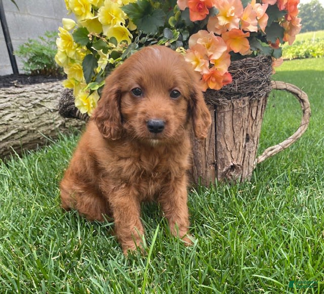 Cavapoo dogs for sale: Parker - Image 3