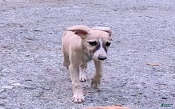Whippet dogs for sale: Tilly - Image 7