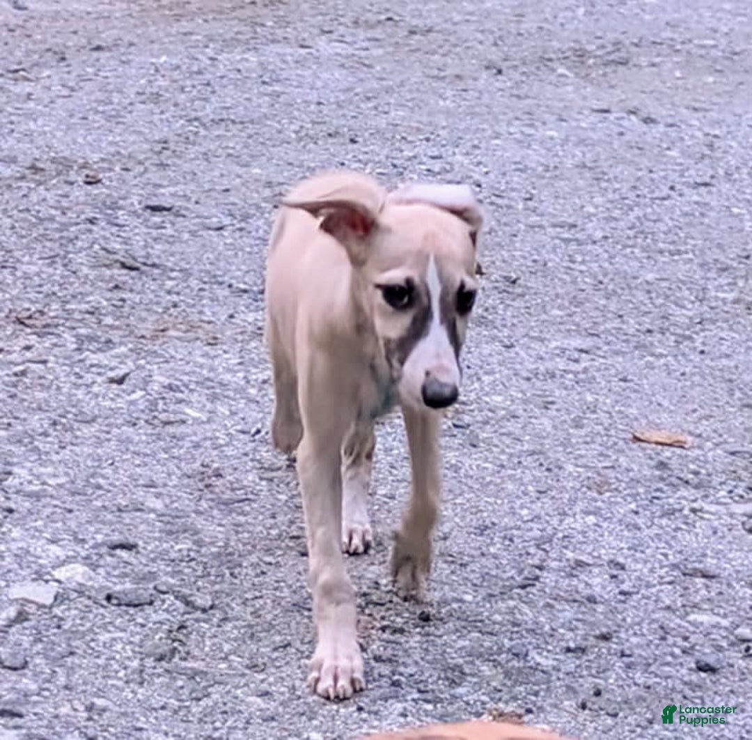 Whippet dogs for sale: Tilly - Image 7