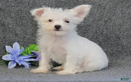 Yorkshire Terrier dogs for sale: Tony - Image 3