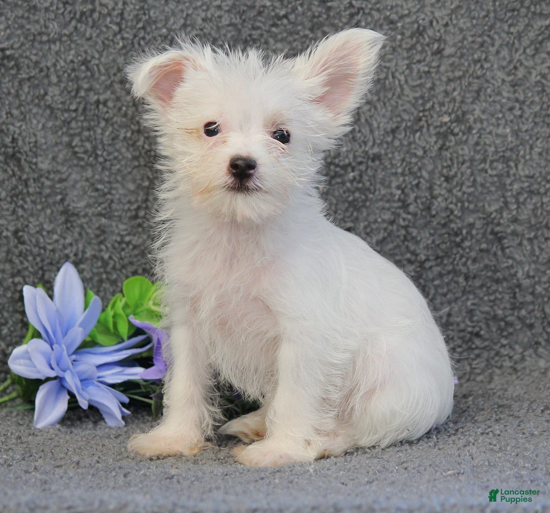 Yorkshire Terrier dogs for sale: Tony - Image 3