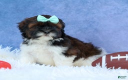 Shihpoo dogs for sale: King - Image 16