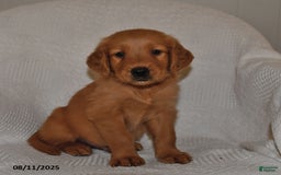 Golden Retriever dogs for sale: Finn - Image 2