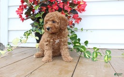 Mini Goldendoodle dogs for sale: Karly - Image 8