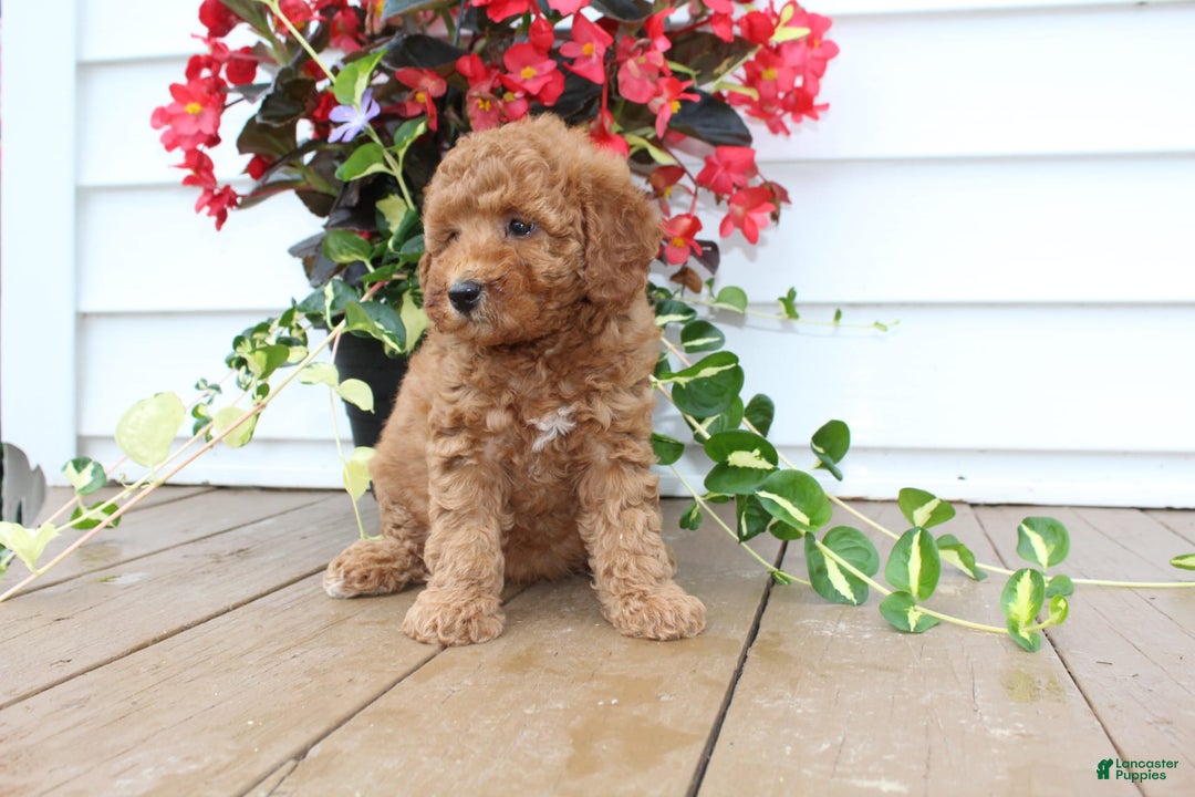 Mini Goldendoodle dogs for sale: Karly - Image 8