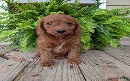 Mini Goldendoodle dogs for sale: Mini -coner - Image 25