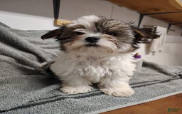 Morkie dogs for sale: Pokey - Image 7