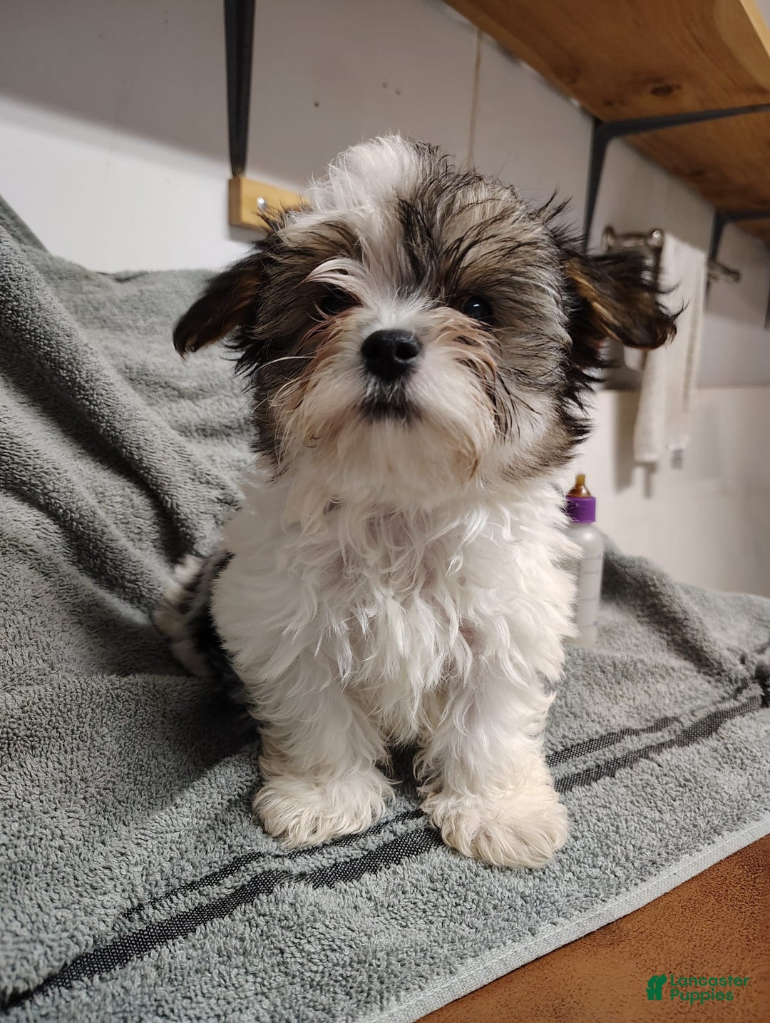 Morkie dogs for sale: Pokey - Image 7