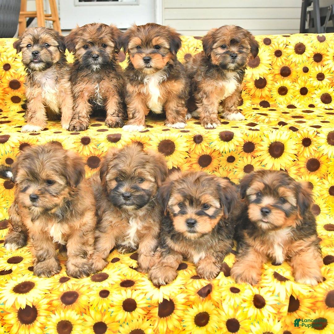 Shorkie dogs for sale: Earl - Image 1