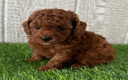 Toy Poodle dogs for sale: Ziggy - Image 1