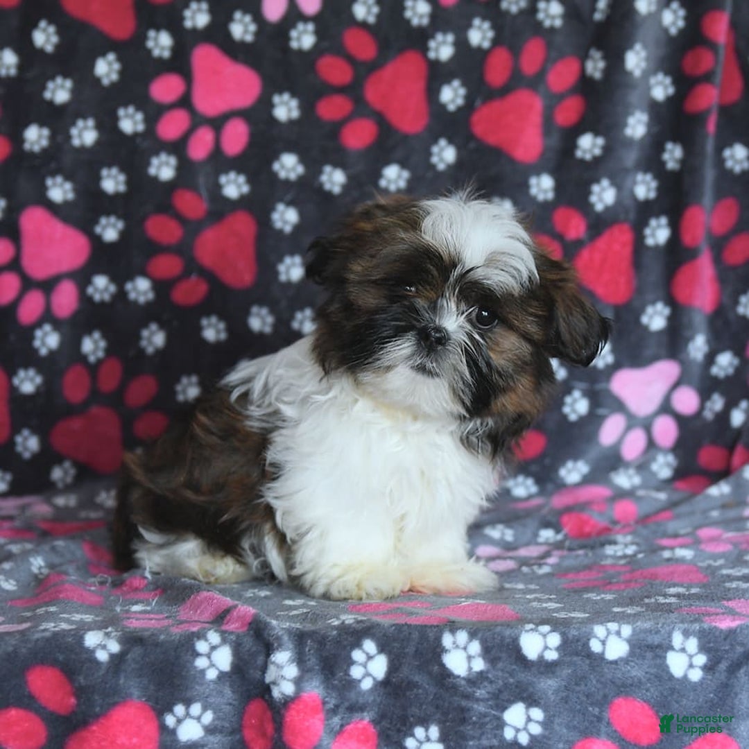 Shih Tzu dogs for sale: Everest - Image 13