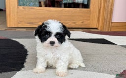 Havanese dogs for sale: Nathan - Image 9