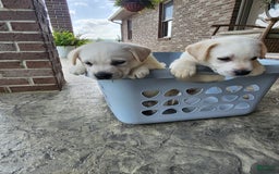 Labrador Retriever dogs for sale: Sadie - Image 3