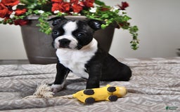 Boston Terrier dogs for sale: Lacey - Image 5