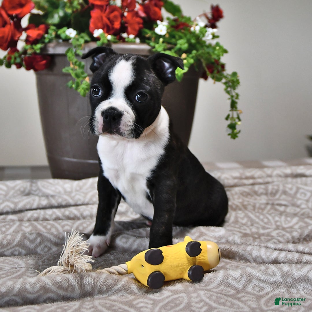 Boston Terrier dogs for sale: Lacey - Image 5