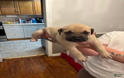 Cane Corso dogs for sale: Nola - Image 2