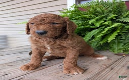 Goldendoodle dogs for sale: Cash - Image 5