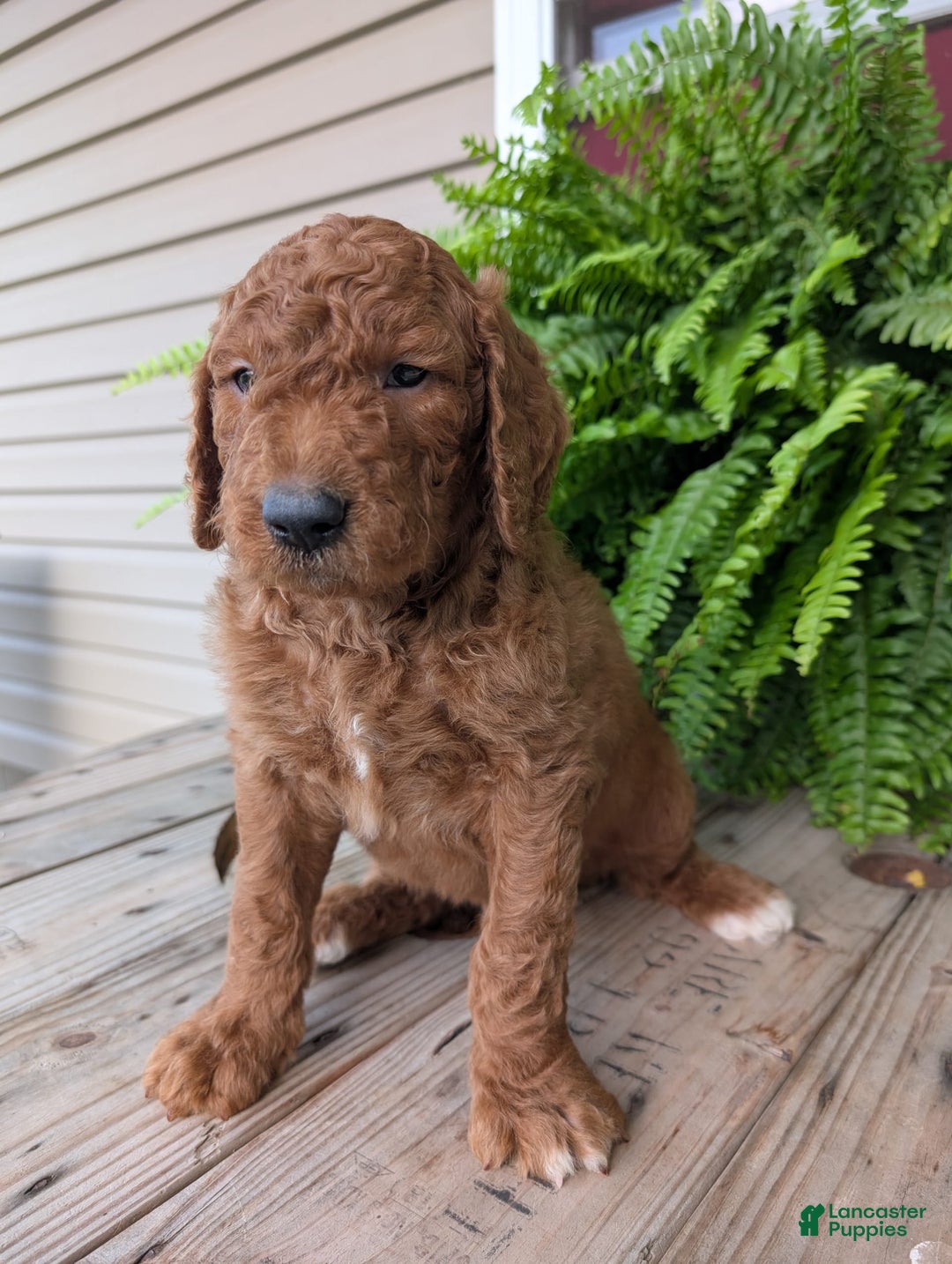Goldendoodle dogs for sale: Cash - Image 5