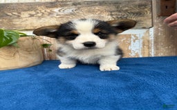 Welsh Corgi Pembroke dogs for sale: Chuck - Image 8