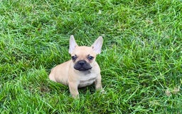 French Bulldog dogs for sale: Harris - Image 3