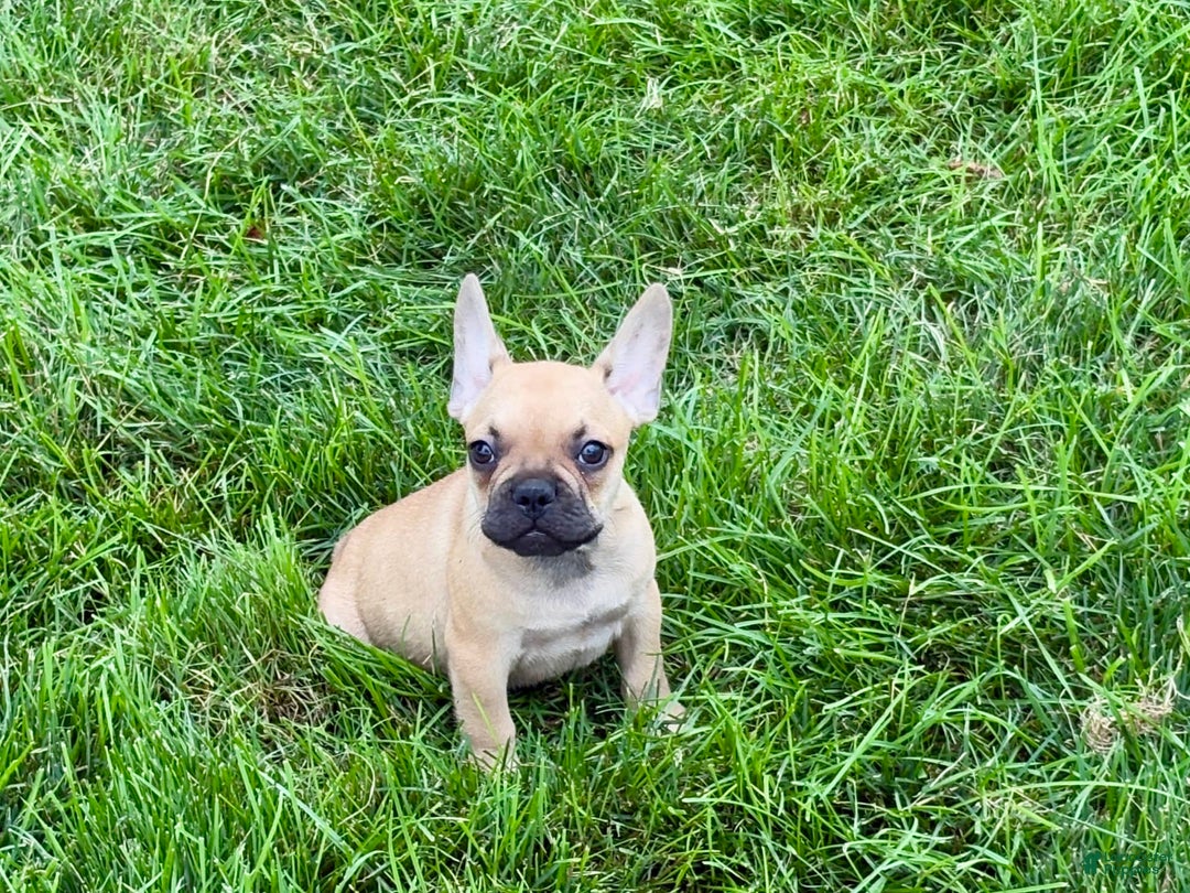 French Bulldog dogs for sale: Harris - Image 3