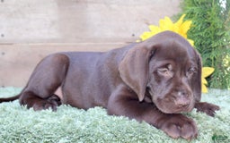 Labrador Retriever dogs for sale: Sally - Image 5