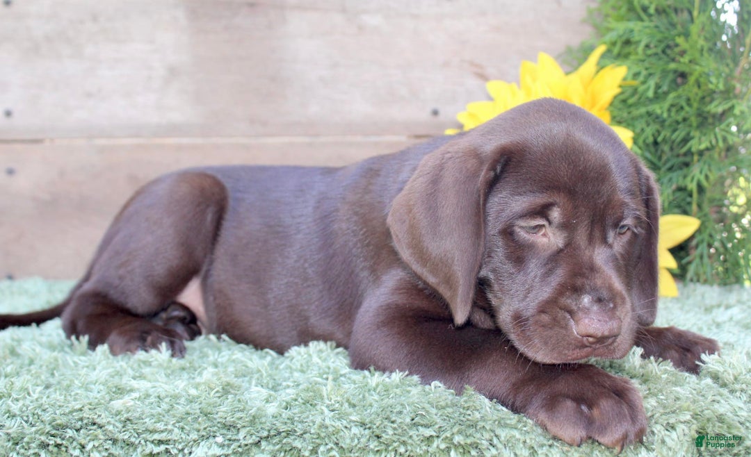 Labrador Retriever dogs for sale: Sally - Image 5