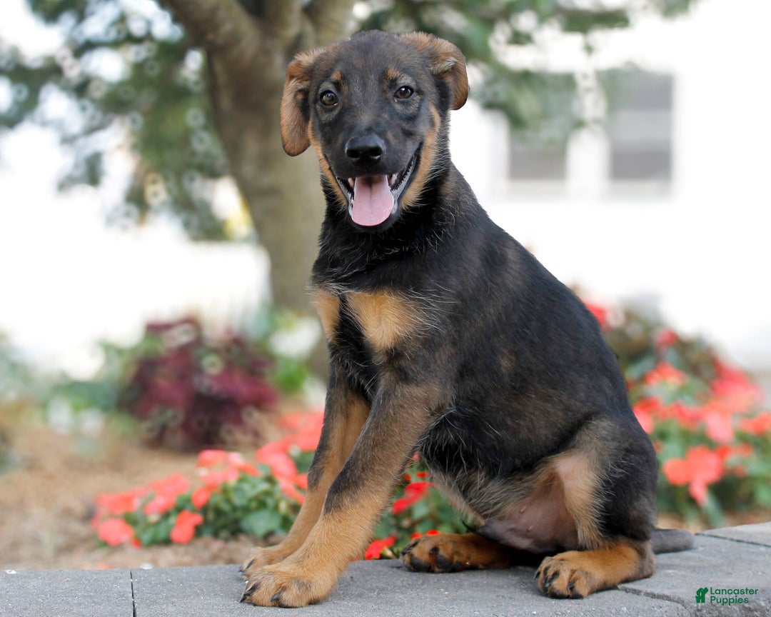German Shepherd dogs for sale: Jerimiah - Image 2