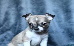 Chihuahua dogs for sale: Pete - Image 1