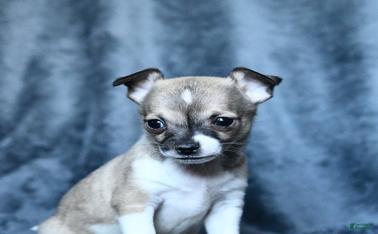Chihuahua dogs for sale - Ad 1